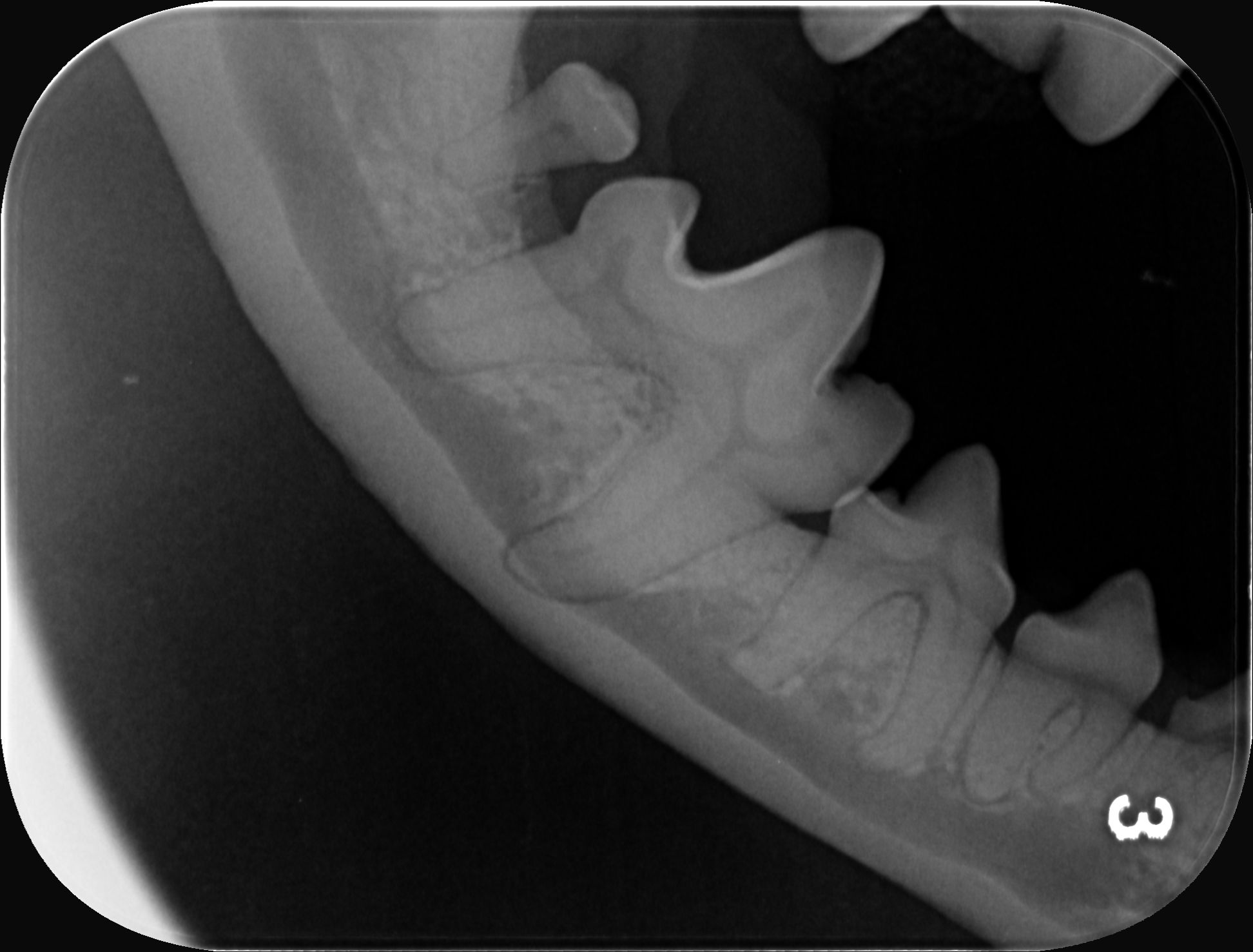 Zahnhygiene Tierarztpraxis Praterstern