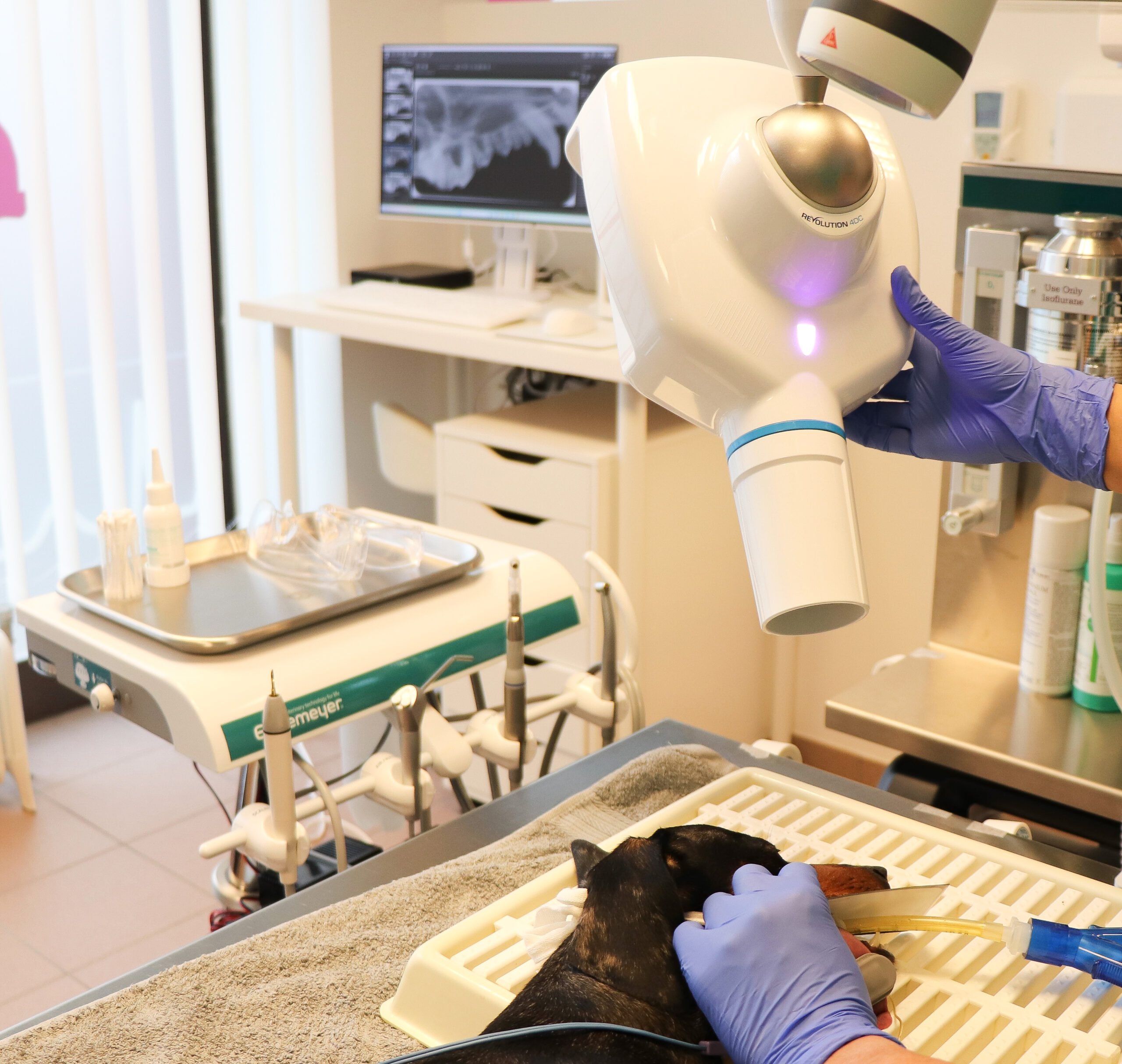 Zahnhygiene Tierarztpraxis Praterstern