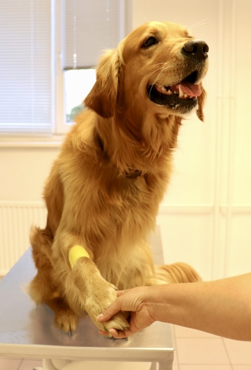 Impfungen Tierarztpraxis am Praterstern