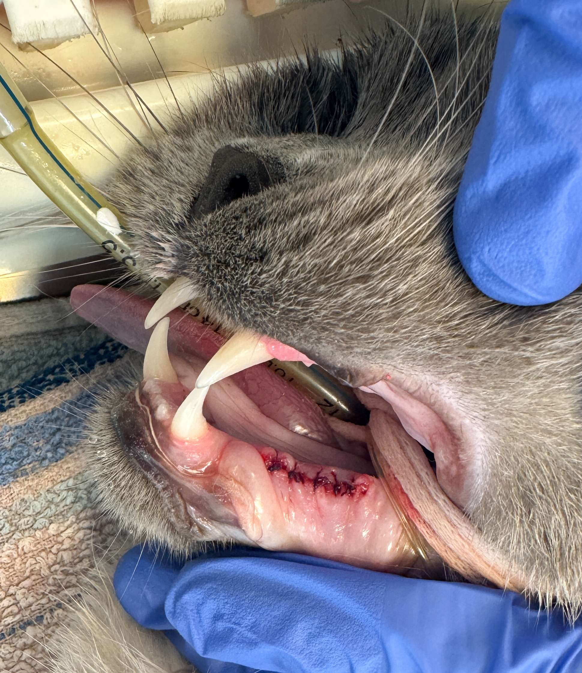 Zahnhygiene Tierarztpraxis Praterstern