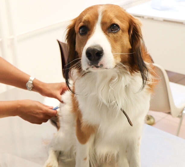 Impfungen Tierarztpraxis am Praterstern